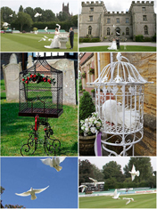 <br> 
Symbolise your love and commitment through dove release, with Midlands based Doves of Love Release

Doves are a worldwide symbol of peace, love, romance, and everlasting tranquility. What better way to celebrate your wedding vows then to watch them take to the sky in a beautiful representation of the beginning of a new life with your partner. 
 
Based in The West Midlands, Doves of Love Release, Herefordshire’s premier white dove release specialists, work with a flock of pure white doves from Antwerp, Belgium to make wedding days that little bit extra special. 
<br> 
<br> 
`Read <a href=http://www.wedding-planning-secret.com/symbolise-your-love-and-commitment-through-dove-release-with-midlands-based-doves-of-love-release-1776>Doves of Love Release’s</a> featured post’